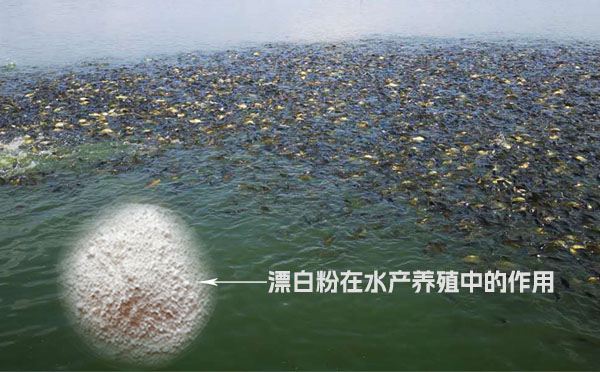 漂白粉在水產(chǎn)養(yǎng)殖中的作用