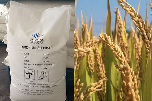 硫酸銨在農(nóng)業(yè)上的應用及注意事項